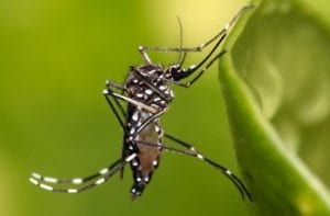 10 Dangerous Animals Lurking In Your Backyard - Listverse