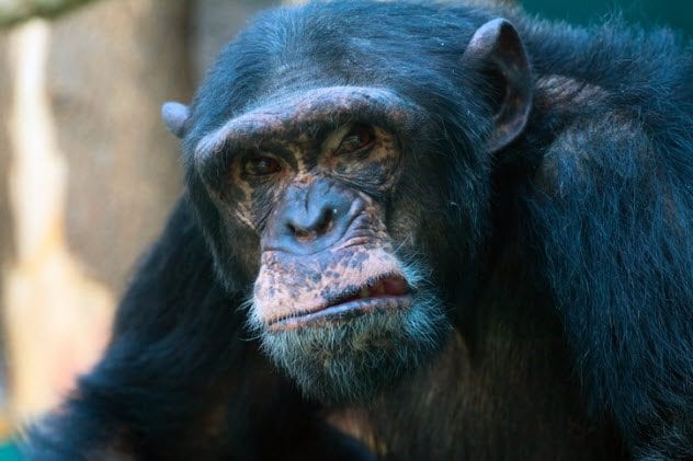 10 Facts About Chimpanzees That Hold A Dark Mirror To Humanity - 49