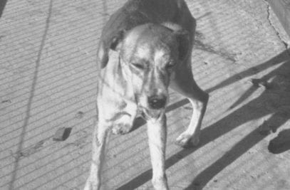 10 Dangerous Animals Lurking In Your Backyard - Listverse