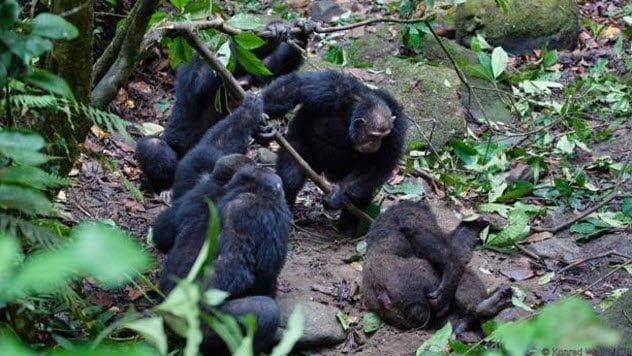 10 Facts About Chimpanzees That Hold A Dark Mirror To Humanity - 13