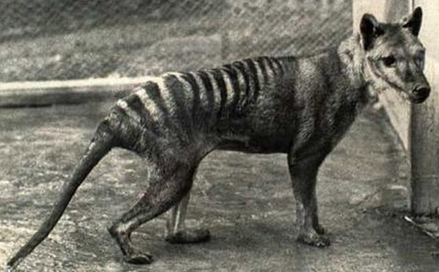 3-tasmanian-tiger