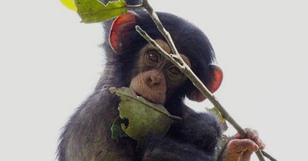 5b-young-chimp-with-stick