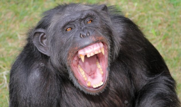 6a-angry-chimp-122203715