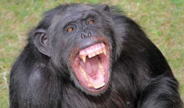 chimpanzee teeth