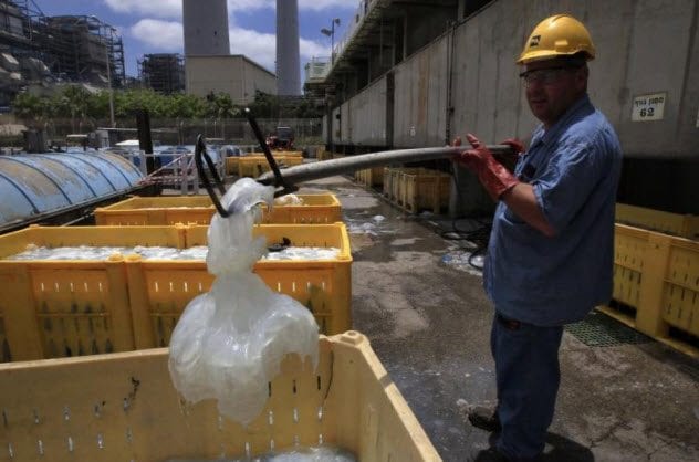 8-worker-disposing-of-jellyfish