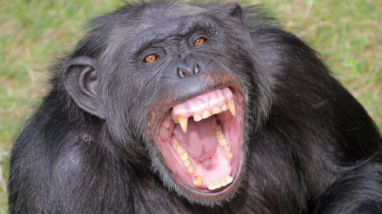 Chimpanzee Sex - 10 Facts About Chimpanzees That Hold A Dark Mirror To ...