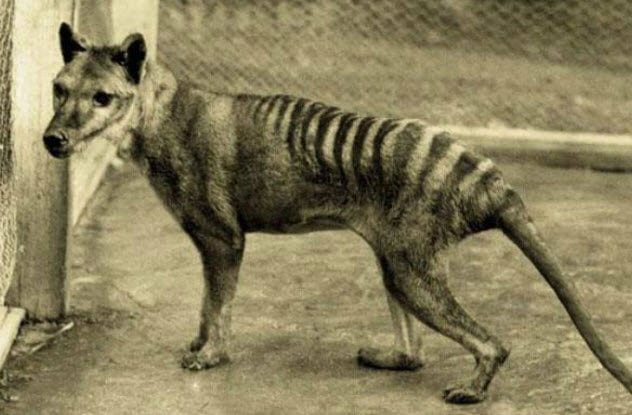 8-thylacine
