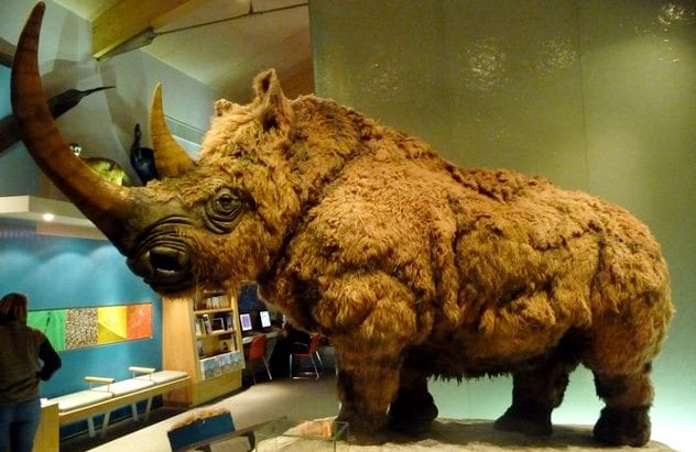 Pictures-of-Woolly-Rhino