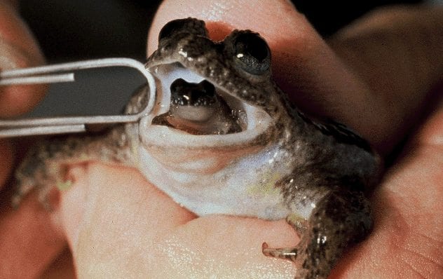gastric-brooding-frog