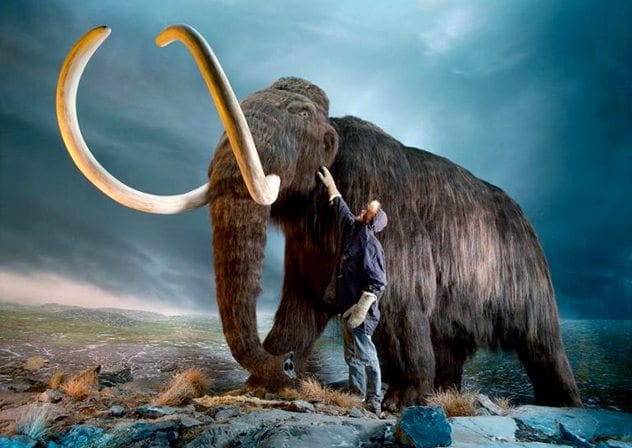 humans and woollymammoth