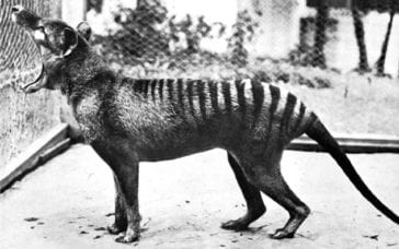 Top 10 Extinct Animals That Scientists Want To Bring Back - Listverse