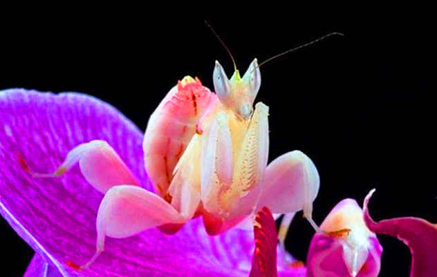 125+ Amazing Pink Things in Nature That are Wonderful!