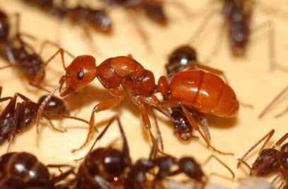 Top 10 Facts That Prove Ants Are Evil - Listverse