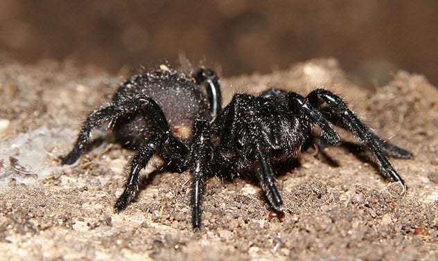 4-funnel-web-spider