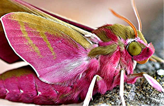 Top 10 Pink Wonders Of The Natural World - 75