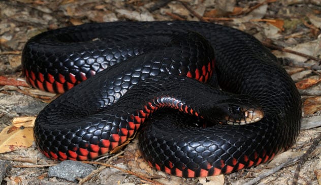 6-red-bellied-black-snake