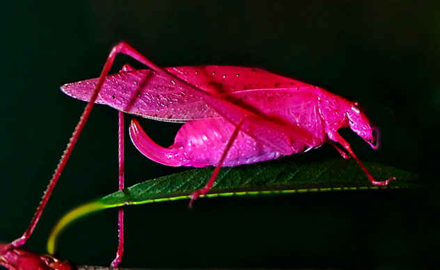 Top 10 Pink Wonders Of The Natural World - 76