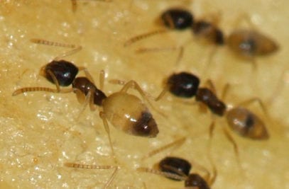 Top 10 Facts That Prove Ants Are Evil - Listverse