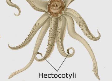 octopuses prove listverse penises