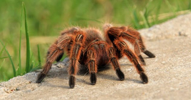 10 Killer Creatures That Are Actually Helping Heal - Vimarsana News