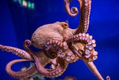 10 Incredible Facts That Prove Octopuses Are Amazing - Listverse