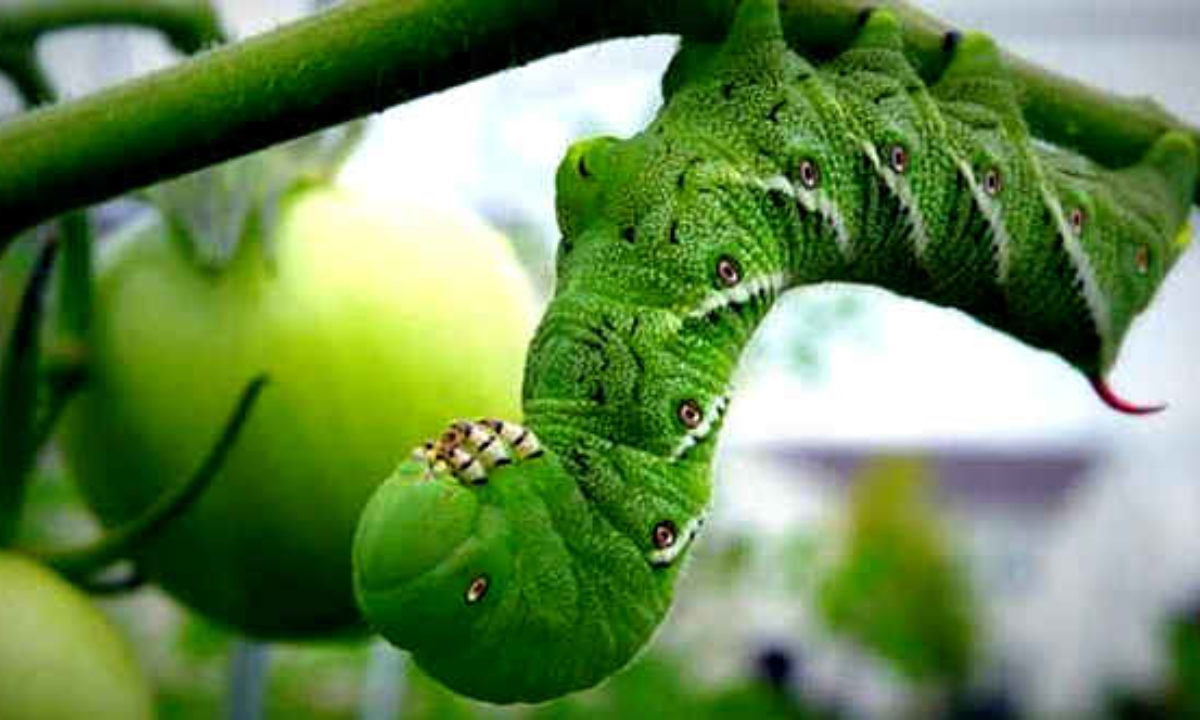 10 Fantastic And Bizarre Caterpillar Facts - Listverse