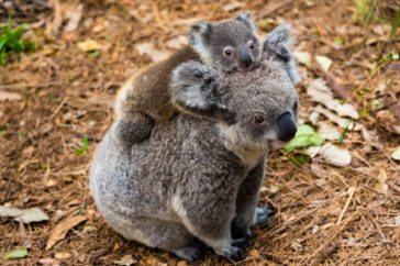 dier australisch inheems australiano orso australien animale indigeno koalas dangerous coala listverse wwf bb indigne ours zwierzt budgerigars wild dzieckiem