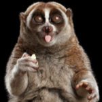 Ten Animals That Produce and Store Toxins in Unlikely Places