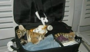 tiger check in baggage