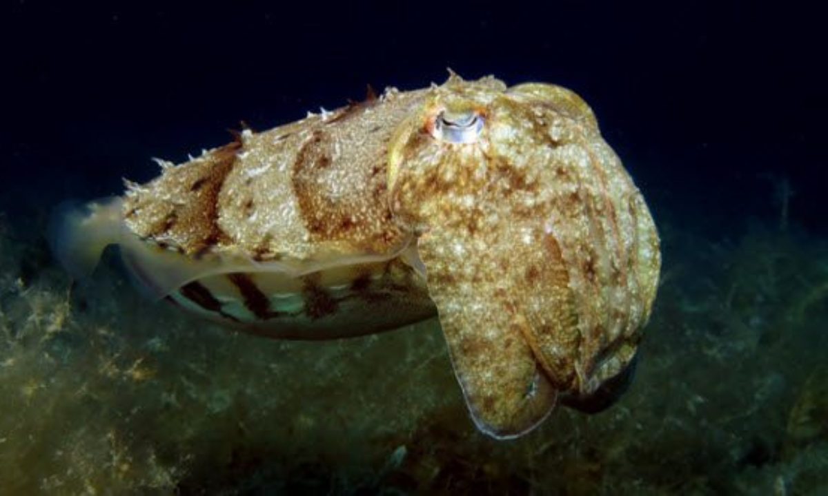 cuttlefish shape shifting