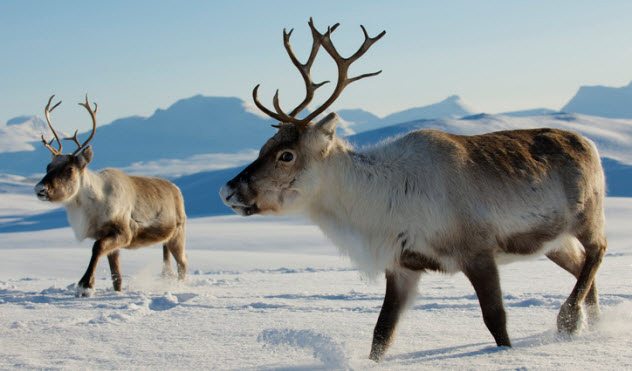10 Little-Known Facts About Reindeer - Listverse