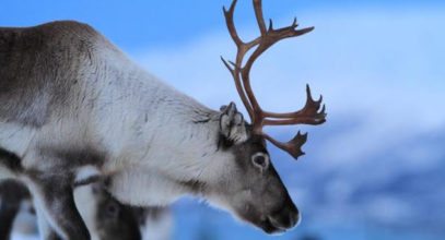 10 Little-Known Facts About Reindeer - Listverse