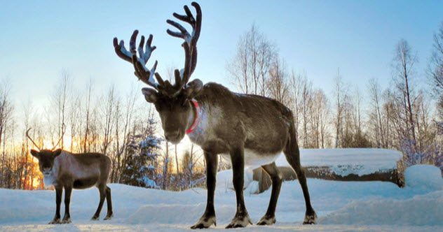 10-little-known-facts-about-reindeer-listverse