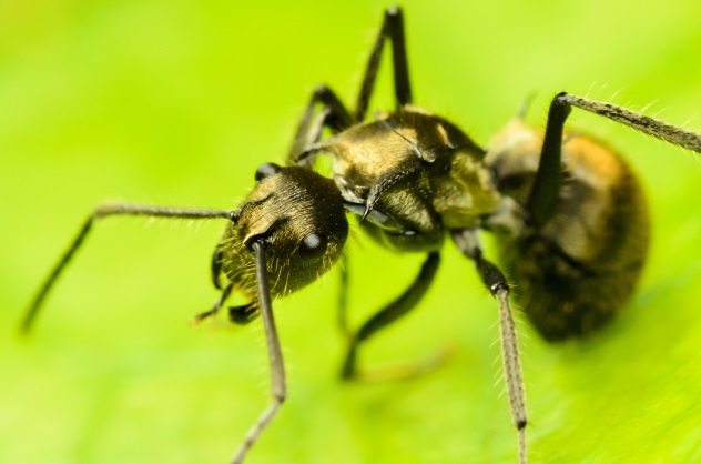 The Gold Digging Ants of India, Mythical Creatures