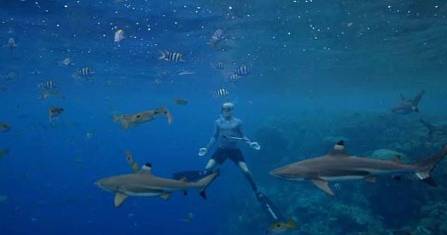 Les 10 principaux types de tourisme organisé non conventionnels 2-hanging-out-with-sharks