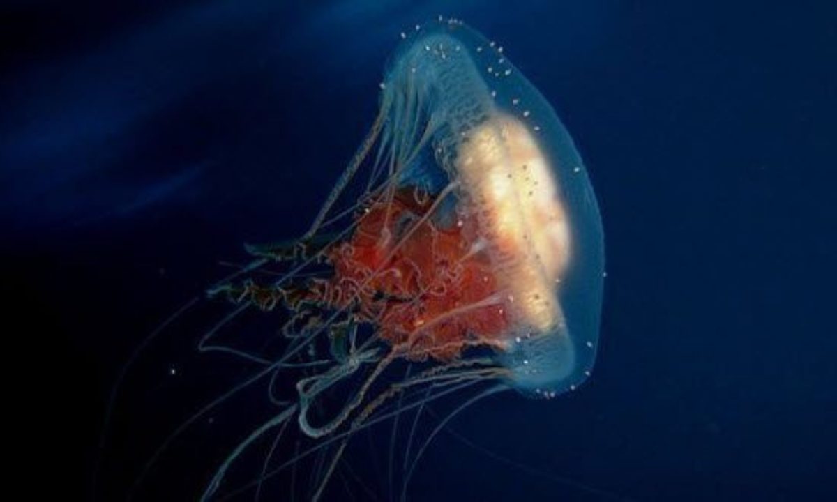 10 Fascinating Uses For Jellyfish - Listverse