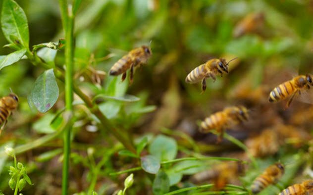 Top 10 des choses étranges et merveilleuses des armées du monde entier 7c-honeybees-172454370