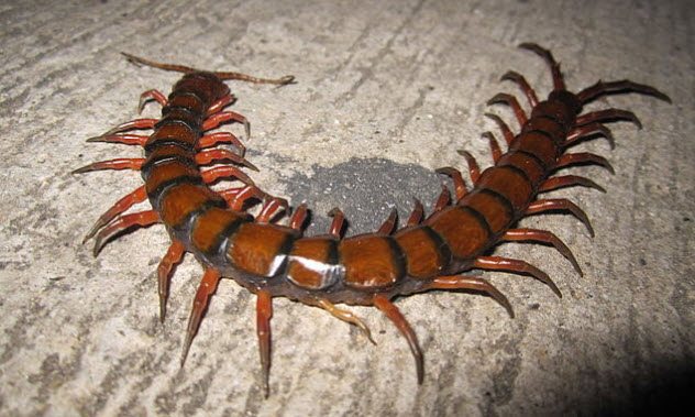 10 Most Terrifying Insects In The World - 65