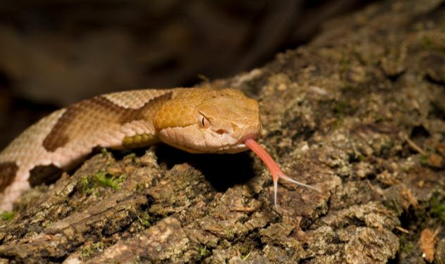 5 Terrifying Stories of Snakes Showing Up in People's Toilets