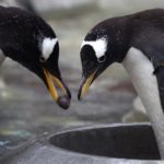 Ten True Tales of Penguins