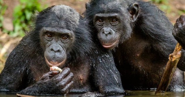10 Amazing Ways That Animals Are Smarter Than You May Realise - Listverse 7