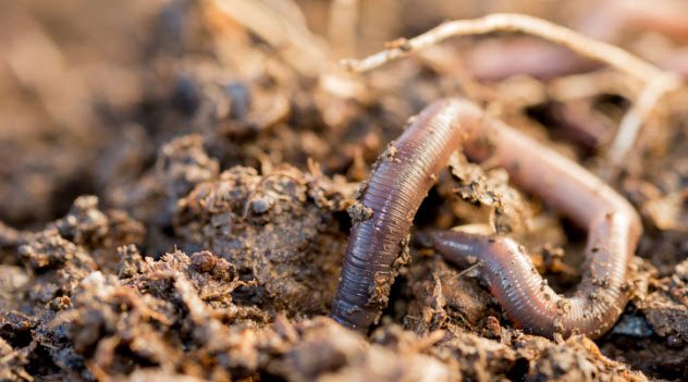 Ten Things to Know about Earthworms - The National Wildlife