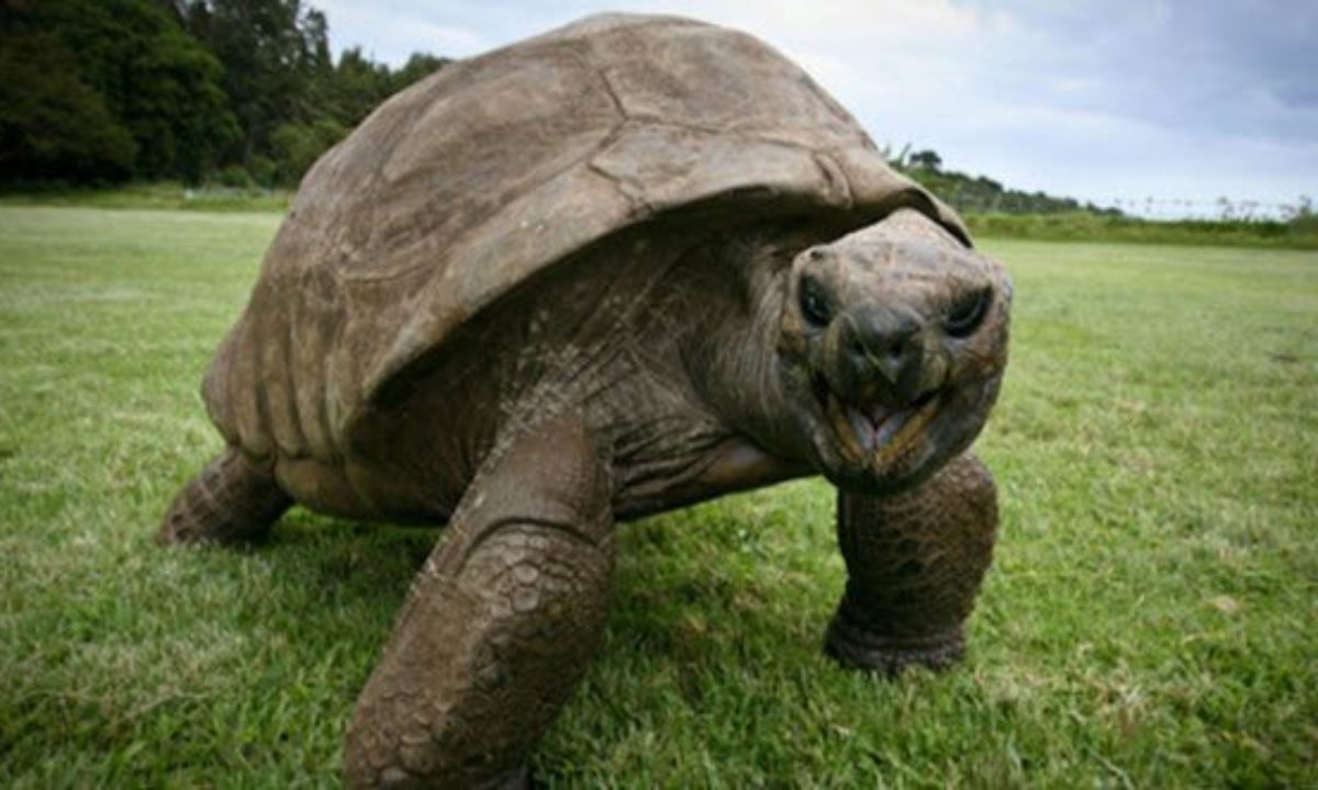 10 Oldest Animals Alive - Listverse