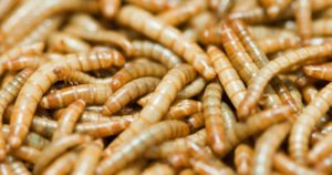 download pupating mealworms
