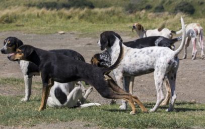 10 Horrifying Times Dogs Killed People - Listverse