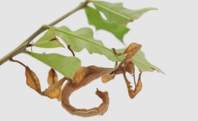 Stick Insect Birth 10 Animals That Have Figured Out Their Own Life Hacks - Listverse