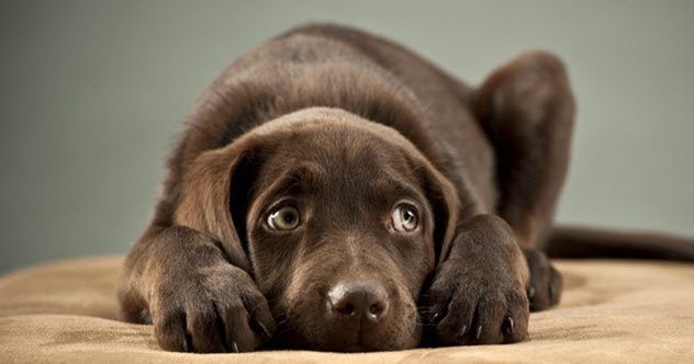 10 Countries Where Your Pet Is Just Livestock - Vimarsana News