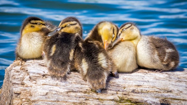 10 Horrifying Facts About Ducks - 10