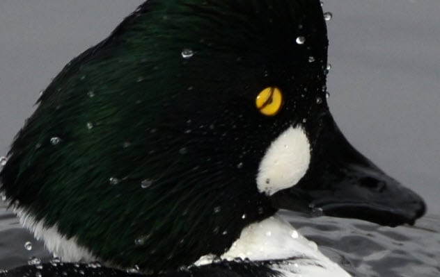 The horrible thing you never knew about ducks