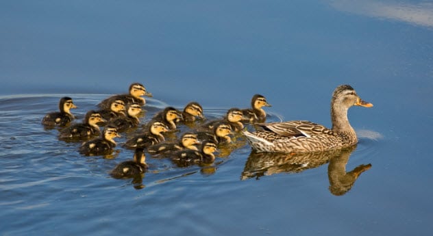 10 Horrifying Facts About Ducks - 30